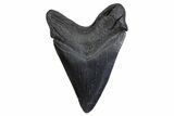 Fossil Megalodon Tooth - South Carolina #371821-1